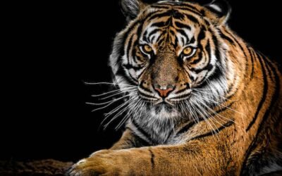The Tail of a Tiger